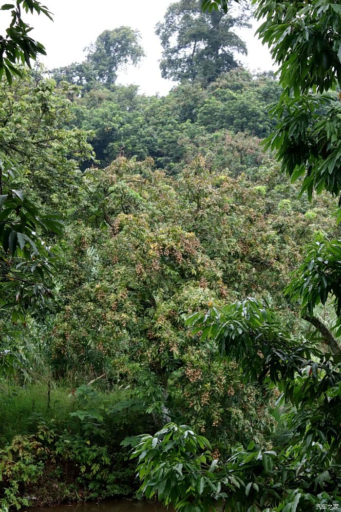 泸州游张坝桂圆林看到了好多桂圆树想吃有没有