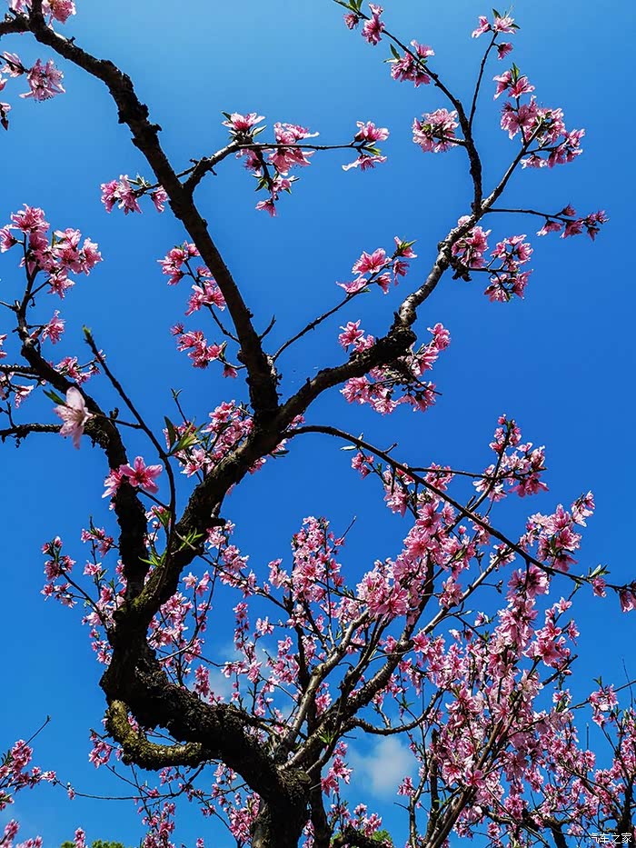 福建游10宁德福安穆阳桃花节观赏