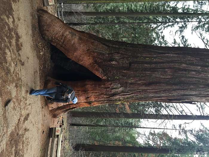 最大的树巨杉图片