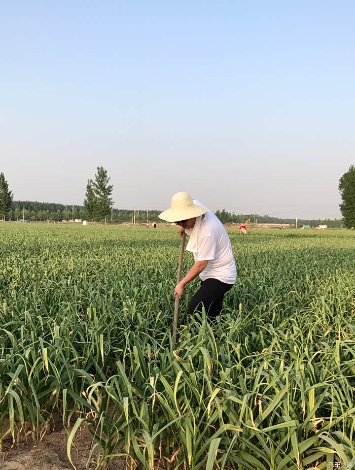 给大家晒晒五一假期干农活抽蒜苔的相片