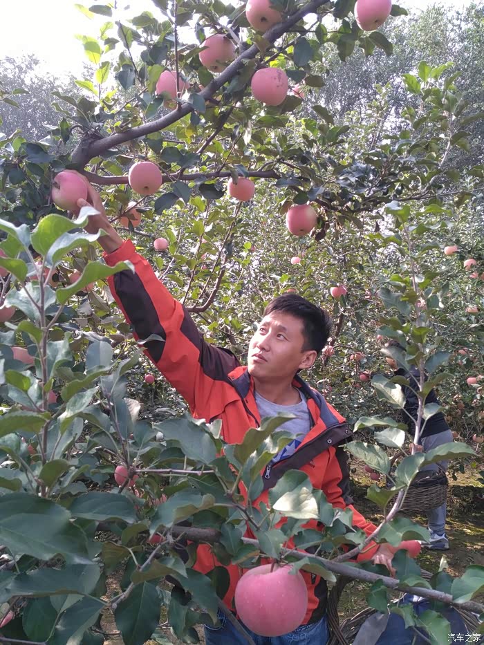 【北京劲悦团车友会】齐聚采摘苹果园