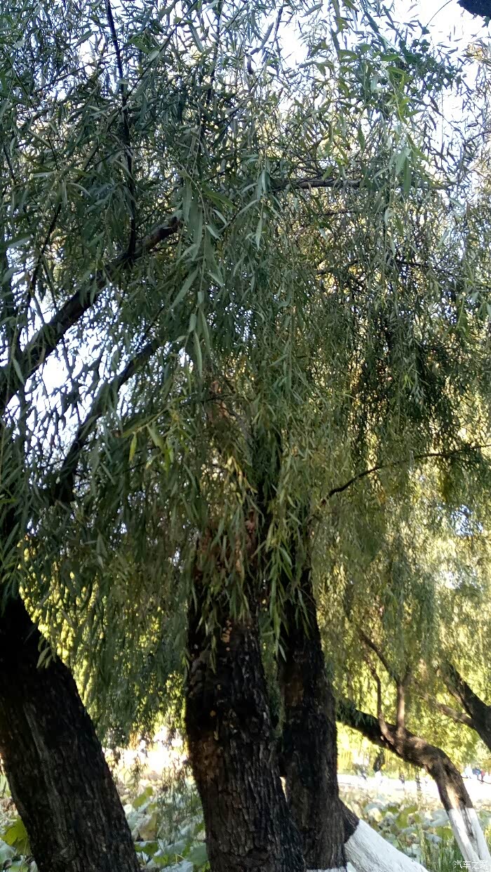 冬天,柳树上尽是树挂,像是一根根绿条悬挂在树上,格外壮观.