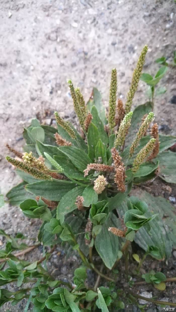 车前草!全株,味甘,性寒.具有利尿,清热,明目,祛痰的功效.