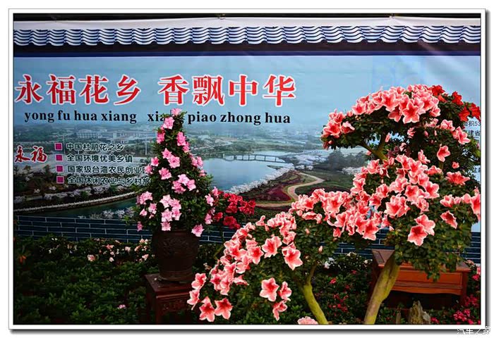 芳菲春意看樱花盛开漳平永福花乡掠影