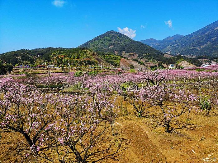 福建遊10寧德福安穆陽桃花節觀賞