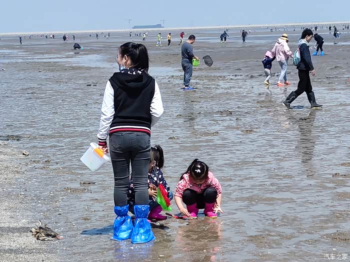 春日自驾好时光自驾天津塘沽赶海拾贝挖蛤蜊