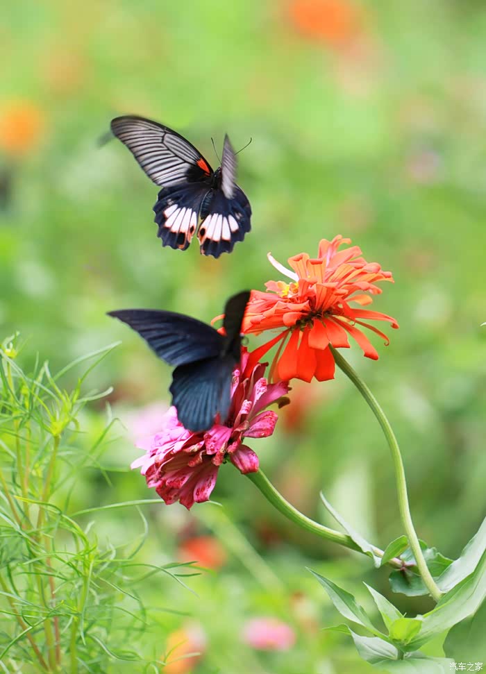 相聚中秋迎国庆约会花海与蝴蝶共舞