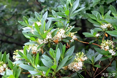 的花,几十年没看到过了还是少年时的记忆呢,我小的时候叫它:散灯花儿