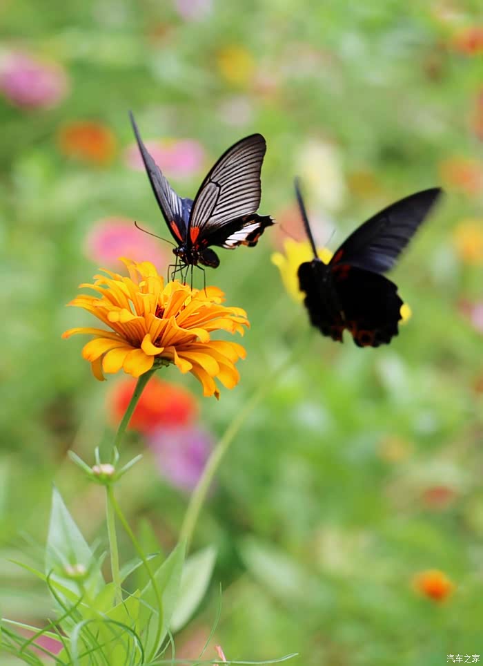 相聚中秋迎国庆约会花海与蝴蝶共舞