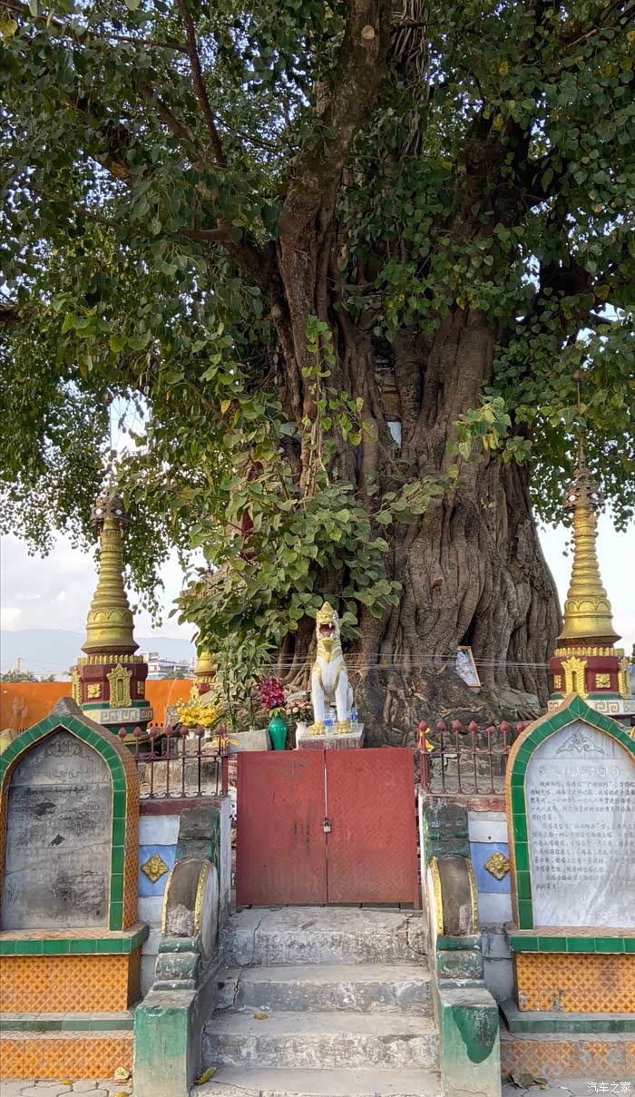 点亮你心中的光德宏树包塔
