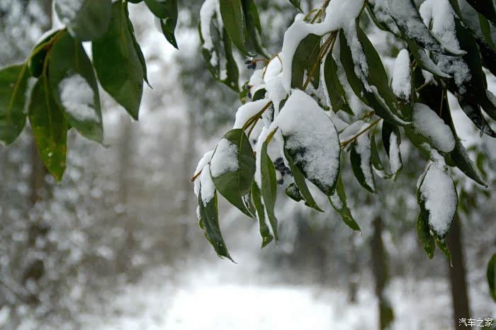 柴哈四驱加锁走雪路