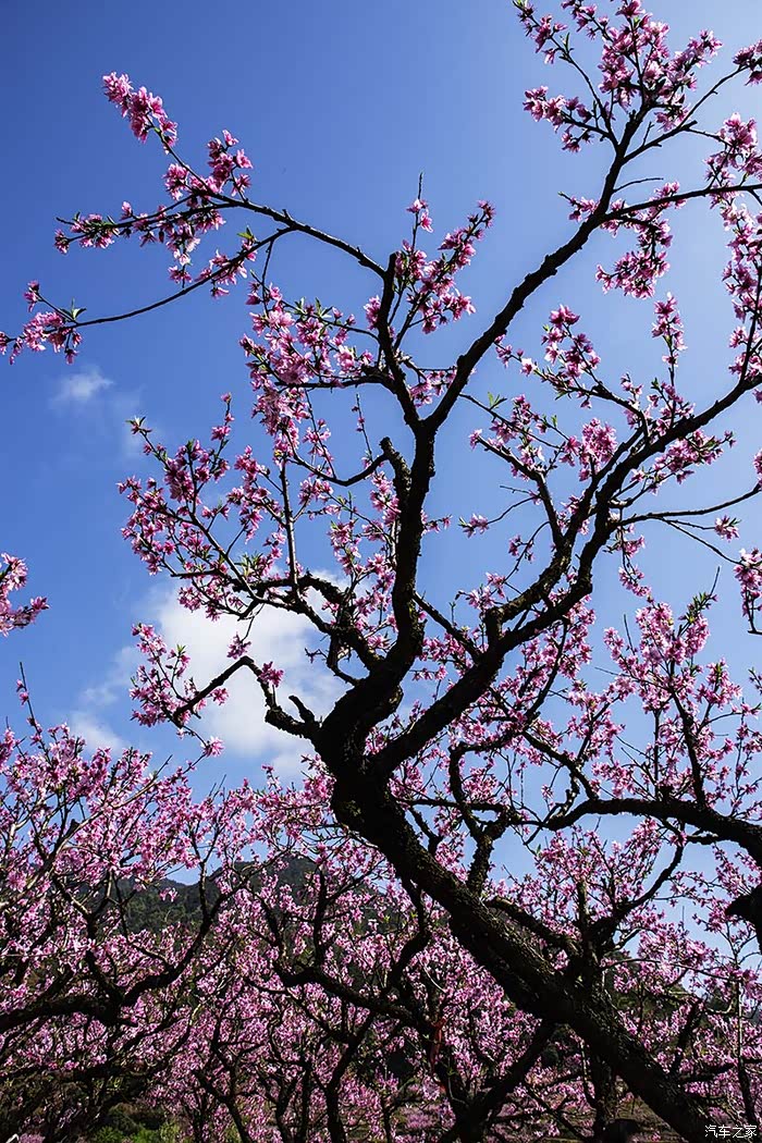 福建游10宁德福安穆阳桃花节观赏