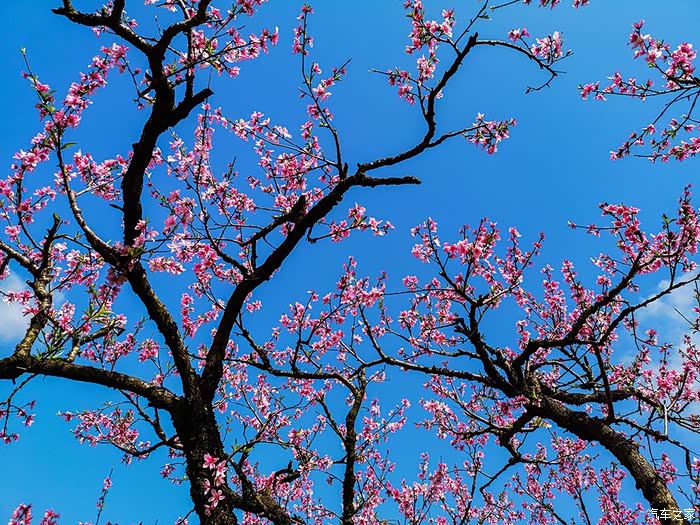 福建游10宁德福安穆阳桃花节观赏