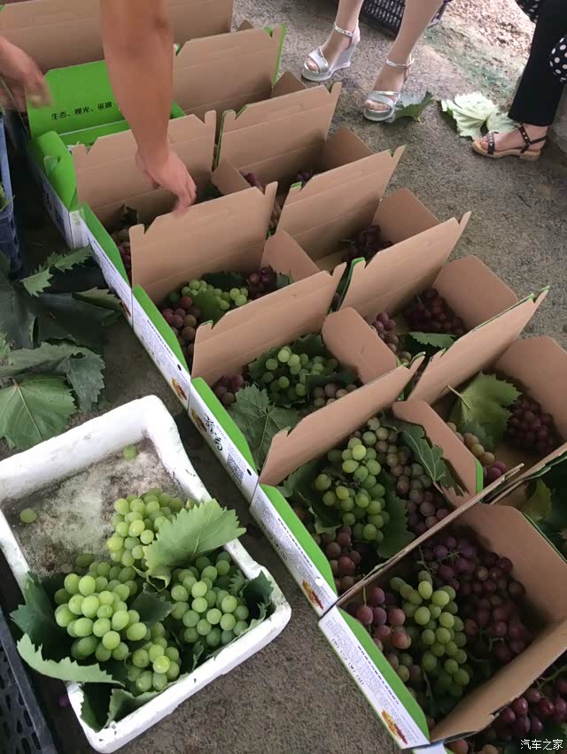 葡萄打包箱子准备好了,每人一箱三个品种的葡萄纪念品