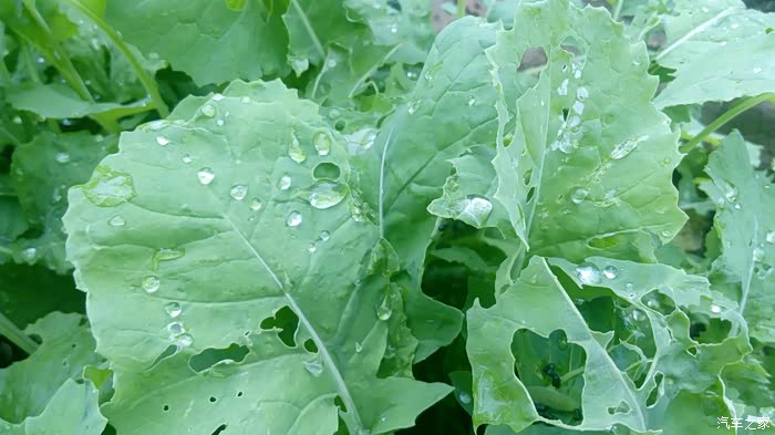 秋天菜叶上的露水晶莹剔透,特别具有诗情画意.