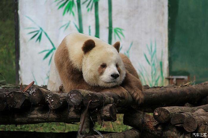稀有棕色熊猫