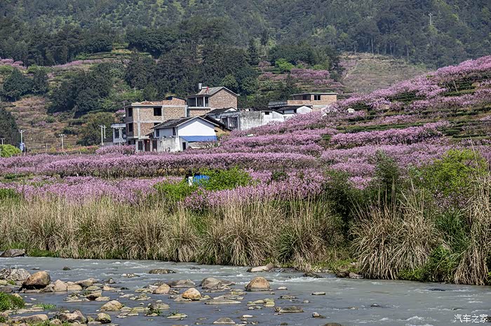 福建游10宁德福安穆阳桃花节观赏