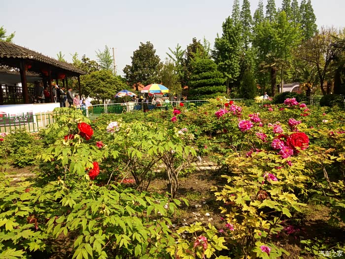 看牡丹何必东奔西走盐城便仓枯枝牡丹园游记