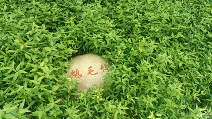 国庆节泰州田园牧歌,溱湖湿地一日游