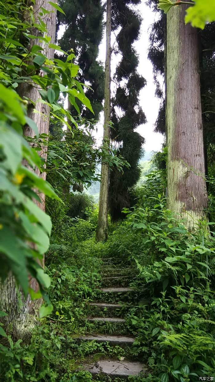 山上的高大林木