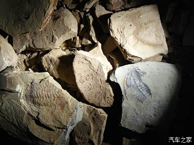 澄江帽天山国家地质公园感受生命的顽强与坚韧