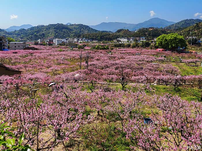 福建游10宁德福安穆阳桃花节观赏