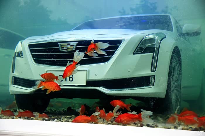 cadillacct6北京club观ct6鱼缸水艺展游帝都繁华中心cbd
