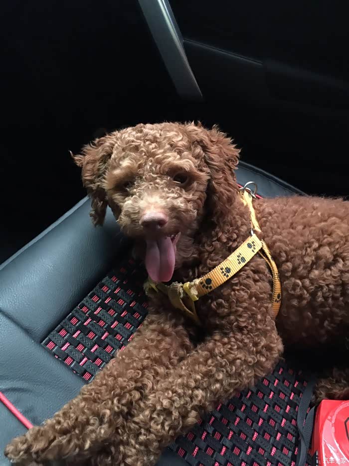 卡罗拉论坛_汽车之家论坛