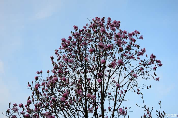 吴家后山辛夷花正当时,要看搞快.花期很短.