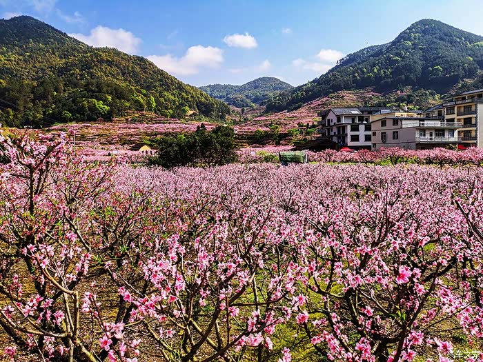 福建游10宁德福安穆阳桃花节观赏
