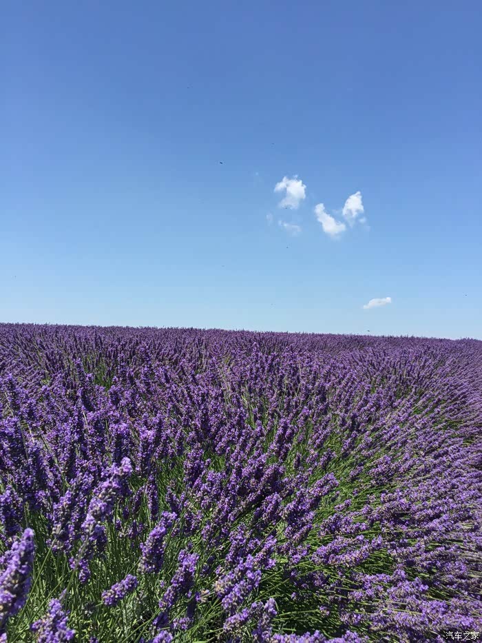 北京哪里的薰衣草庄园大