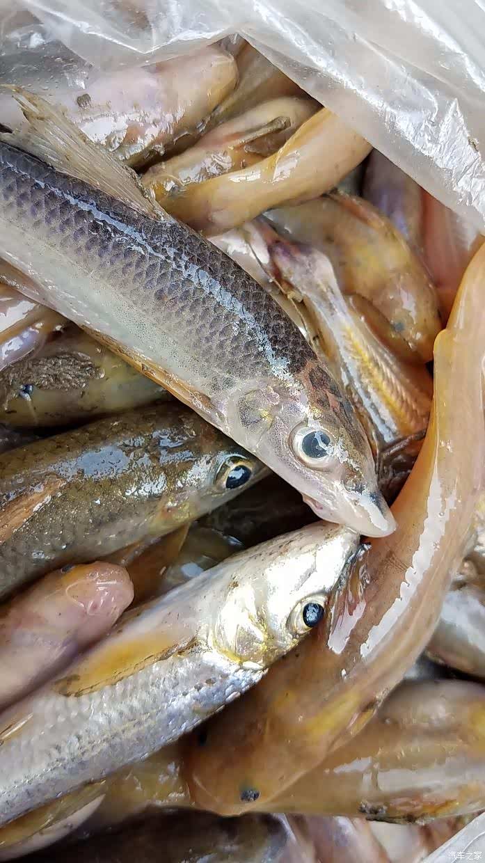 鱼获展示如假包换的长江野鱼