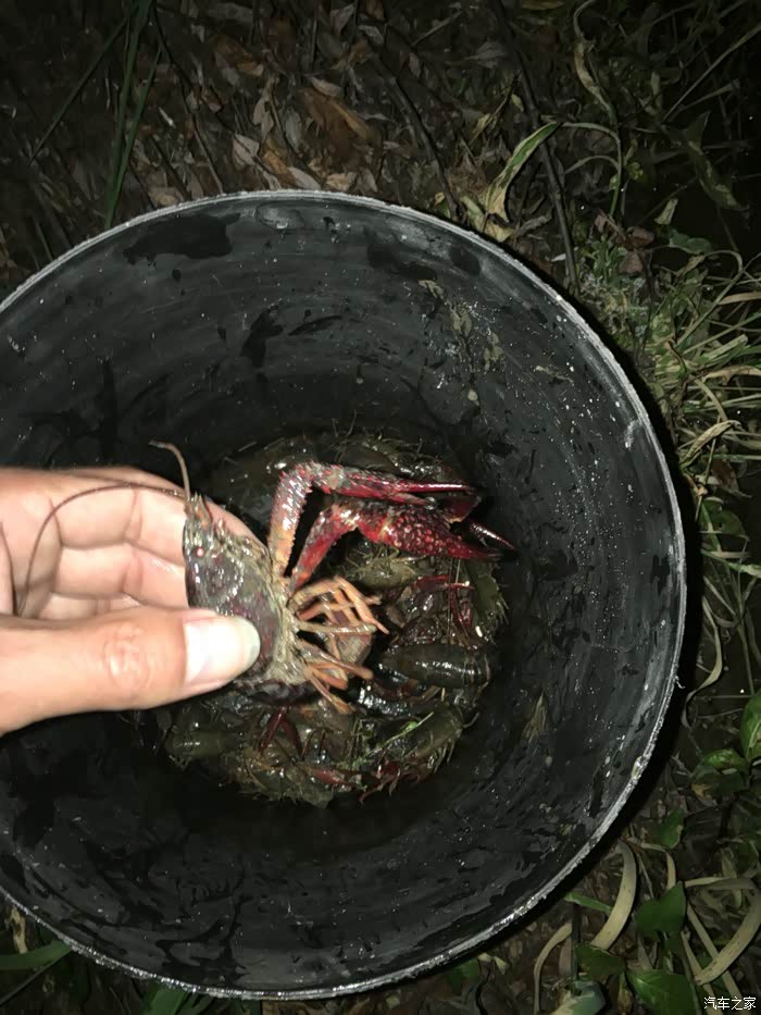 晚上自己动手捉龙虾怀念以前小时候