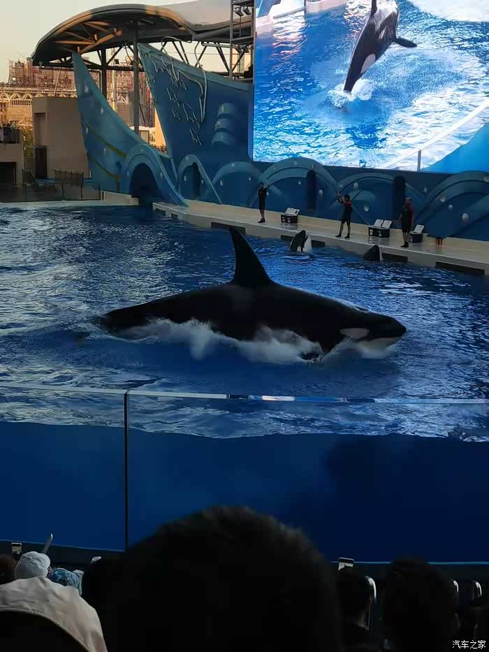 rx5plus国庆打卡上海海昌海洋公园之虎鲸馆