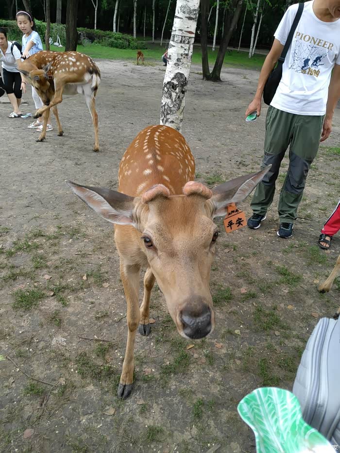 劲畅单车两人东北哈吉方向五日半自驾游