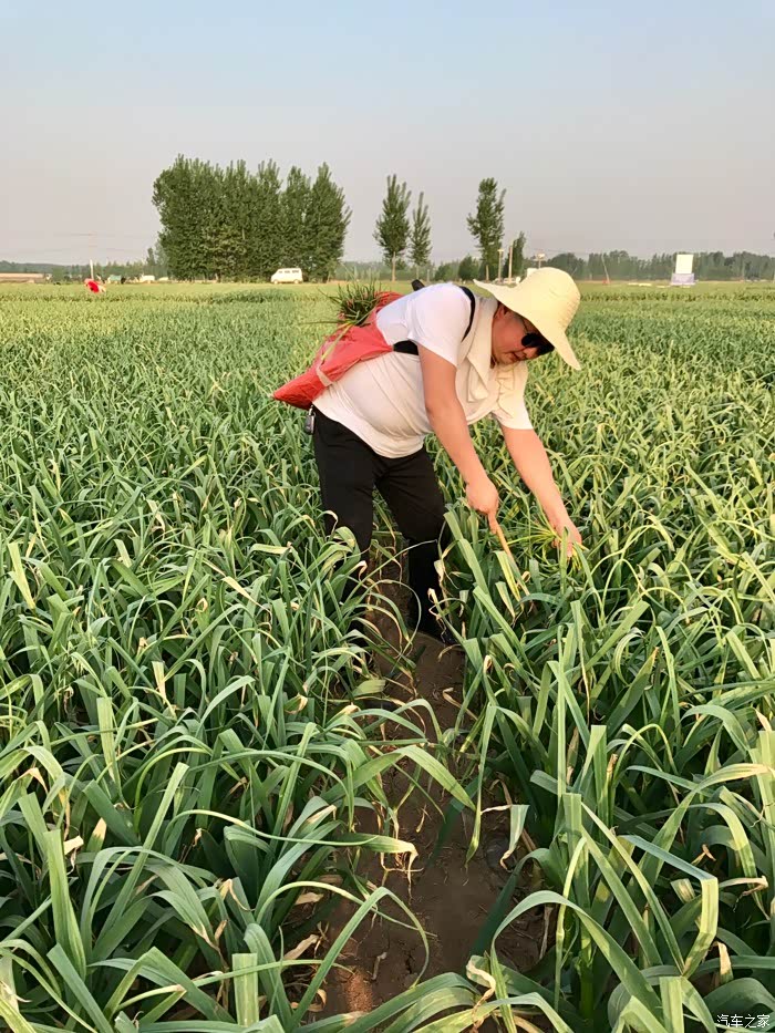 给大家晒晒五一假期干农活抽蒜苔的相片