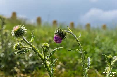 p24美丽毒刺狼毒花