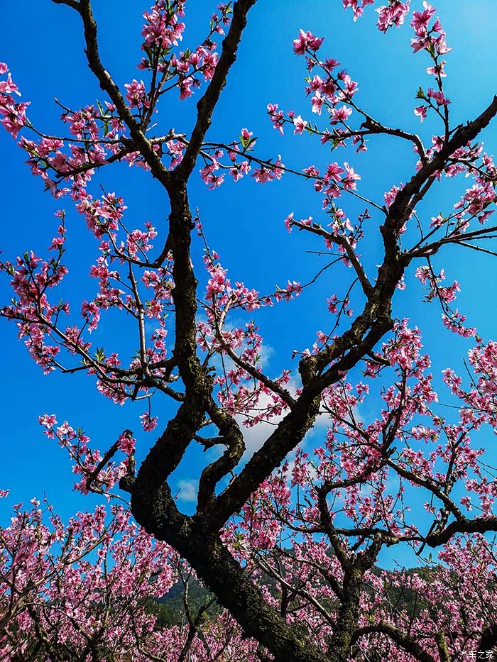 福建游10宁德福安穆阳桃花节观赏