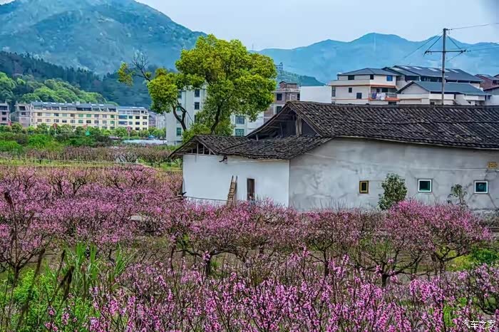 在穆阳古镇的橄榄头-虎头村-溪塔,绵绵十里,桃花争艳盛开,尤如人间