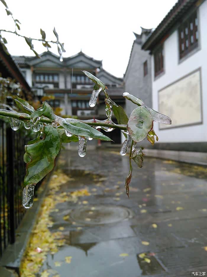 手机随拍冷冷的冰雨