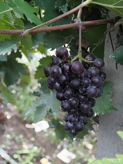 名医别录》葡萄生陇西原炖煌山谷《纲目拾遣》琐琐葡萄出吐鲁番北京贷