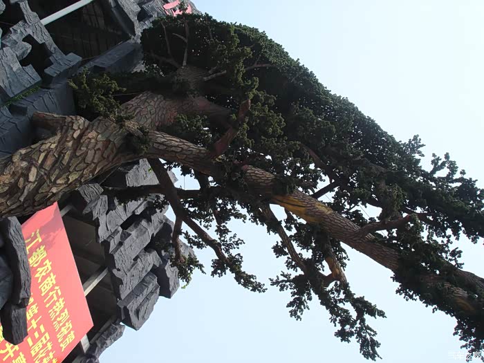 扬州江都阿波罗花木市场