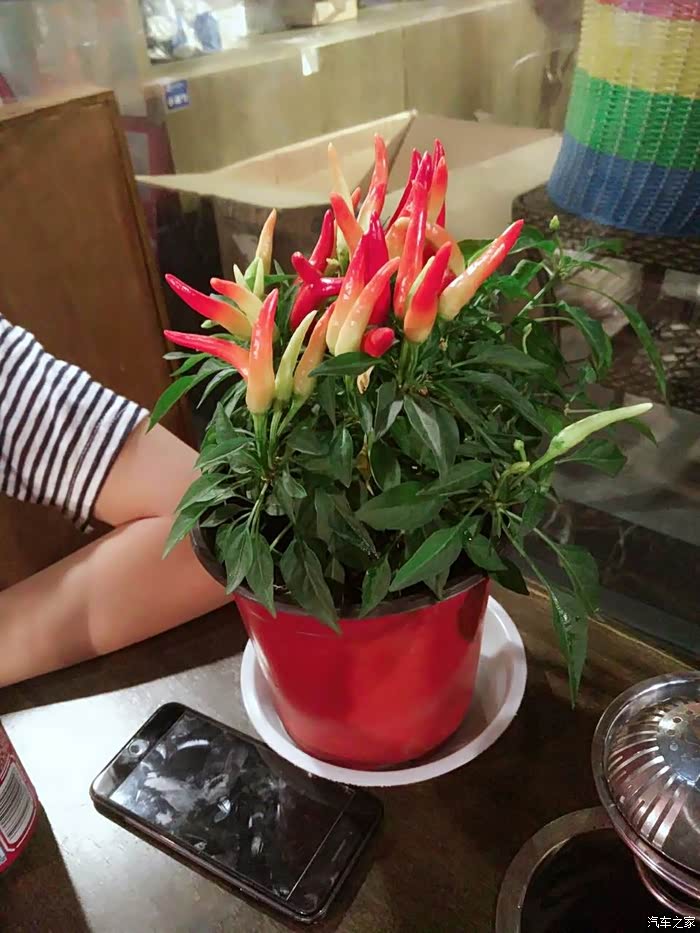 辣椒盆栽