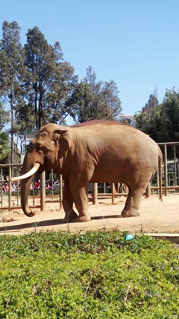 cx70昆明动物园一游