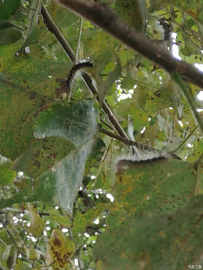 靠,树上有洋辣子. 呃!喊我了,怎么说我也是主要劳动力啊