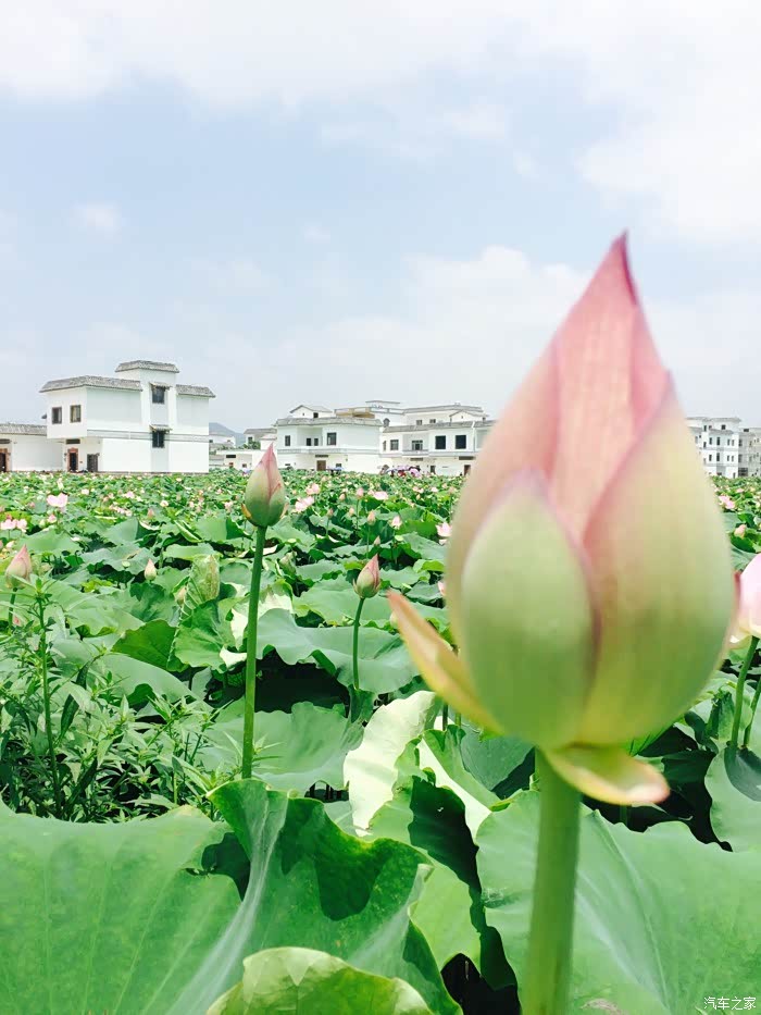荷美覃塘!贵港市覃塘荷花节,置身荷塘闻荷花香.