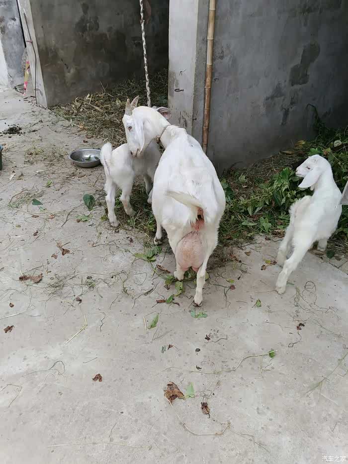 今年先把你吃了,明年再吃你两个儿子.爱羊人士勿喷.