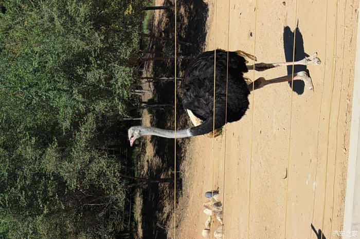 我家小马初长成之我的幸福沈阳棋盘山森林动物园走进自然