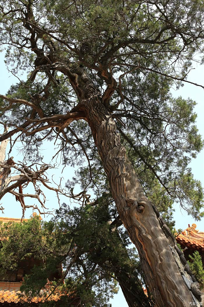 有一对龙凤树,这是"凤"