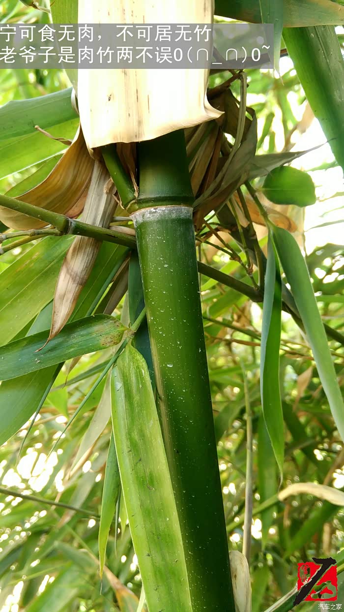 畅聊父亲节 -牛掰老爸的小花园